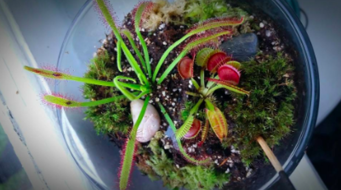 Carnivorous Terrariums Seattle Area Family Fun Calendar ParentMap